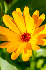 Marigold closeup