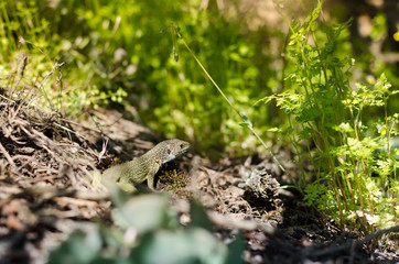 European Green Lizard (Lacerta viridis) 