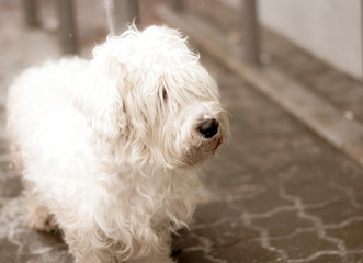 dirty overgrown white dog breed lap dog waiting for his master. bluer. close up.