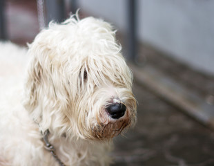 dirty overgrown white dog breed lap dog waiting for his master. bluer. close up.