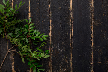 Green pistachio branch on dark wooden background