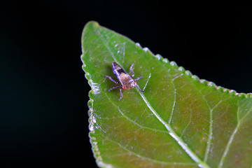 leafhopper on plant