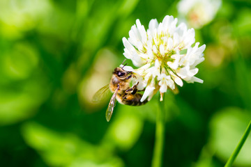 The bee pollinates the clover