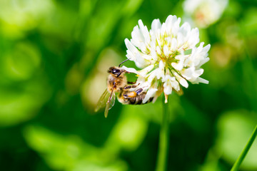 The bee pollinates the clover