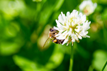The bee pollinates the clover