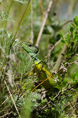 European Green Lizard (Lacerta viridis) portrait