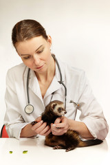 Veterinarian doctor working with young female ferret