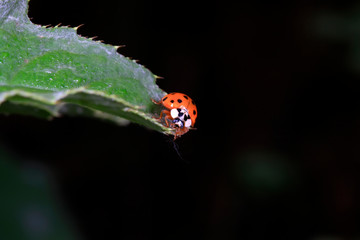 Harmonia axyridis on plant