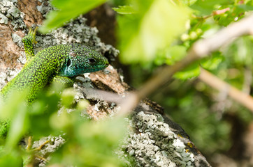 European Green Lizard (Lacerta viridis) portrait
