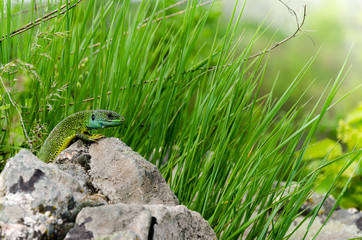 European Green Lizard (Lacerta viridis) portrait