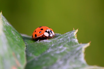 Harmonia axyridis on plant