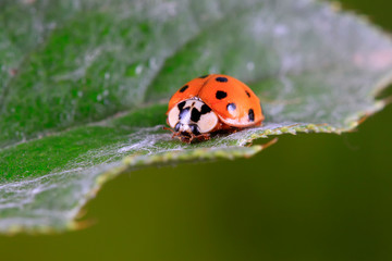 Harmonia axyridis on plant