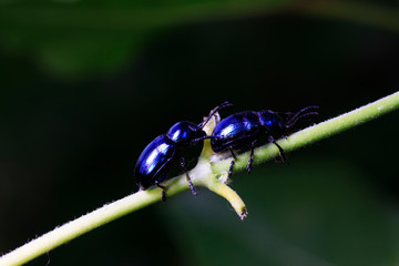 Chrysochus chinensis Baly on plant