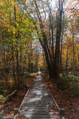 Boardwalk Acadia in Fall