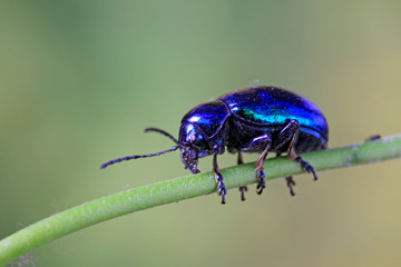 Chrysochus chinensis Baly on plant