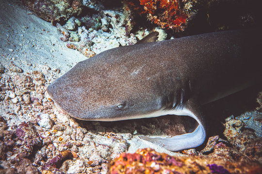 Underwater image of shark