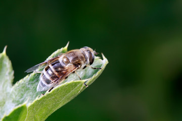 Fototapeta premium Syrphidae on plant