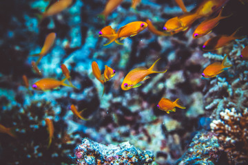 Naklejka na ściany i meble Underwater image of fish