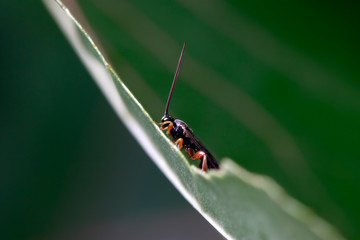 ichneumon on plant