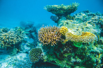 Naklejka na ściany i meble Underwater image of colorful bright corals