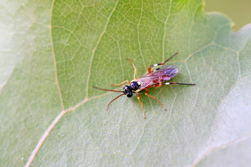 ichneumon on plant