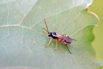 ichneumon on plant