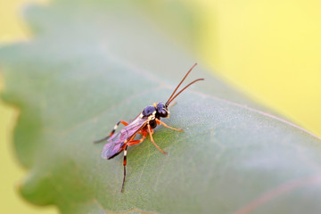 ichneumon on plant