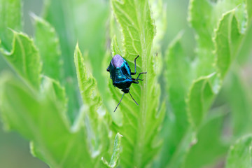 Zicrona caerulea on plant