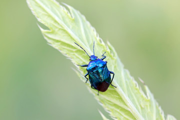 Zicrona caerulea on plant