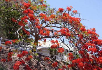 New Caledonia's Tree In Blossom
