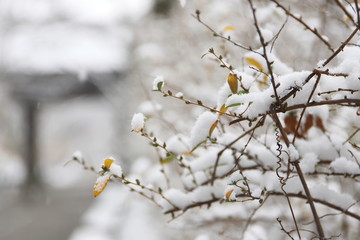 日本のお寺の境内の雪景色