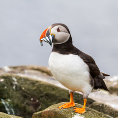 Atlantic puffin with his beak full of Sand eel on the Farne Islands - England - United Kingdom