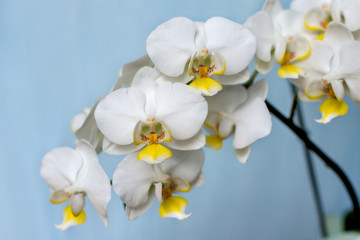 Fototapeta na wymiar white orchid on blue background. isolated branch
