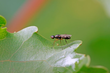 Flies insects on plant