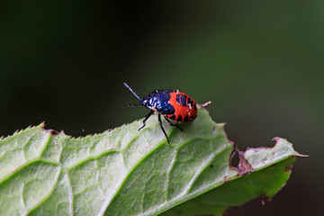 stinkbug on plant