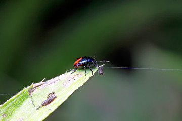 stinkbug on plant