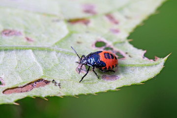 stinkbug on plant