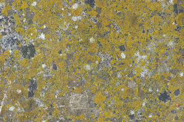 lichen on a rock