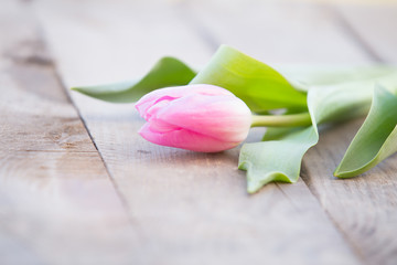 Pink tulips on rustic wooden table romantic background