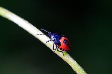 stinkbug on plant