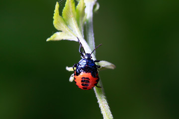 stinkbug on plant