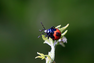 stinkbug on plant