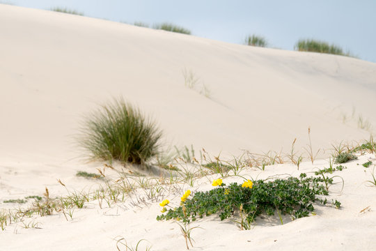 herbe folle sur la dune