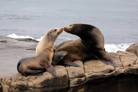 Sea Lion Family Sitting On The Rocks - La Jolla, San Diego, California. 