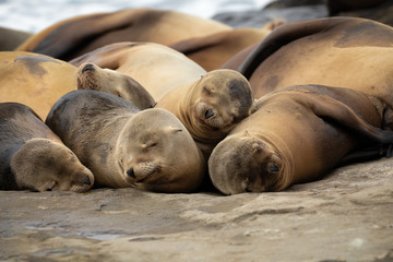 Fototapeta premium Baby Sea Lion Pups sleeping on the rocks