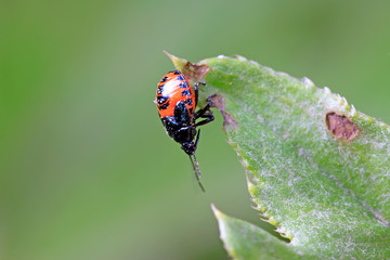stinkbug on plant