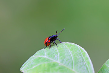 stinkbug on plant