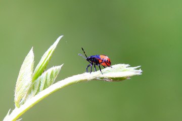 stinkbug on plant