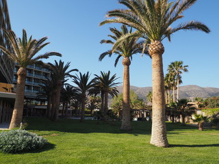 Fototapeta na wymiar landscape garden hotel resorts beautiful tree palm, traditional decoration