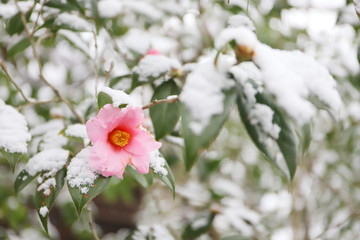 ピンク色のツバキの花に雪が降り積もる